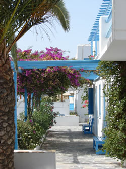 Mykonos Gay Friendly Hotel Carrop Tree