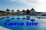 Mykonos gay friendly Carrop Tree Hotel
