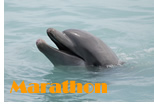 Marathon Gay Hotels